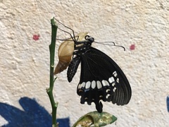 Papilio polytes