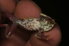 Hyperolius fusciventris