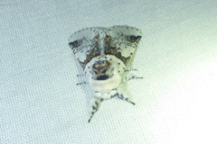 Furcula scolopendrina