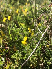 Crotalaria excisa
