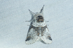 Furcula scolopendrina