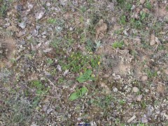 Cladonia foliacea