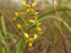 Diuris unica