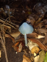 Entoloma virescens