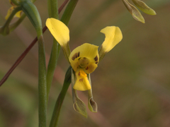 Diuris unica