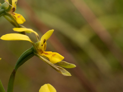 Diuris unica