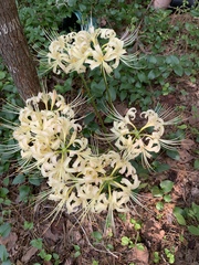 Lycoris × albiflora