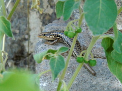 Heremites auratus