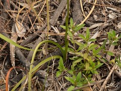 Diuris unica