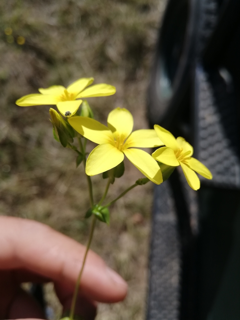 Sebaea scabra