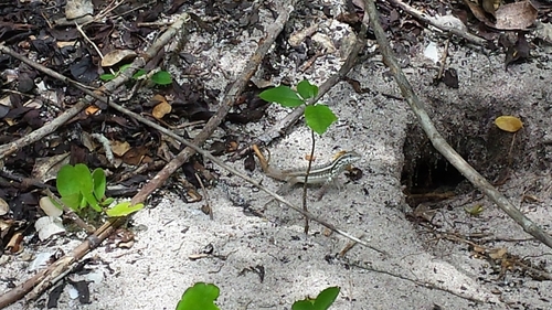 Leiocephalus lunatus