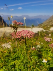 Chaerophyllum rubellum