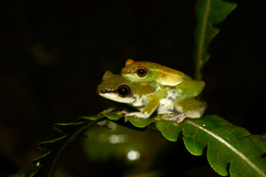 Hyperolius fusciventris