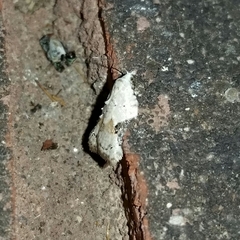 Acleris subnivana