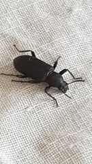 Tenebrionidae