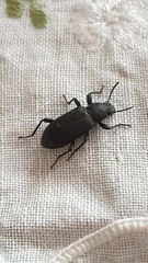 Tenebrionidae