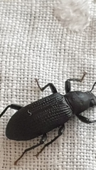 Tenebrionidae