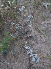 Gueldenstaedtia verna