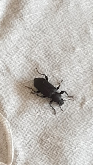 Tenebrionidae