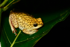 Hyperolius guttulatus