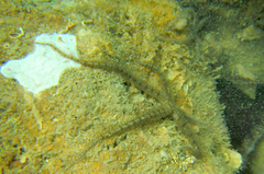Ophiurida