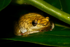 Hyperolius guttulatus