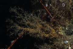 Eudendrium arbuscula