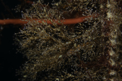 Eudendrium arbuscula