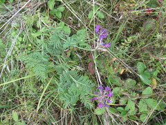 Astragalus suffruticosus