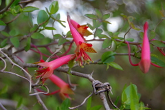 Tropaeolum pentaphyllum