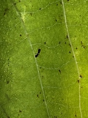 Synemosyna formica