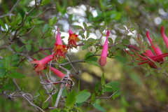Tropaeolum pentaphyllum
