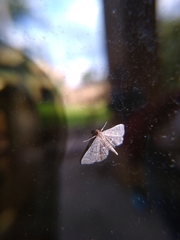 Pilocrocis ramentalis