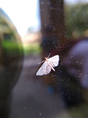 Pilocrocis ramentalis
