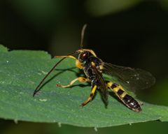 Colpotrochia trifasciata