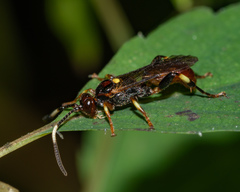 Ichneumon ultimus