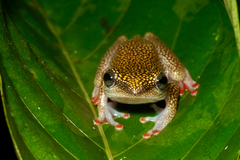 Hyperolius guttulatus