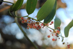 Smilax campestris