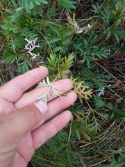 Potentilla tergemina