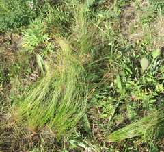 Stipa tirsa