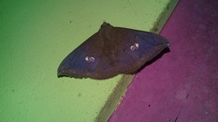 Lepidoptera