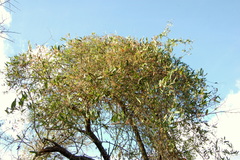 Smilax campestris