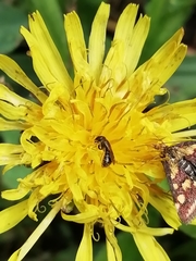 Ceratinini