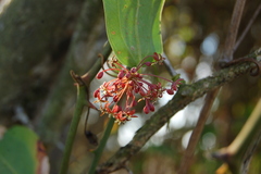 Smilax campestris