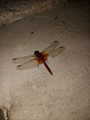 Sympetrum speciosum