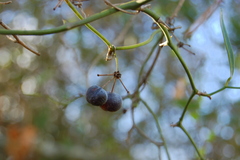 Smilax campestris