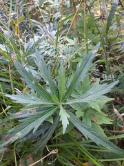 Artemisia integrifolia