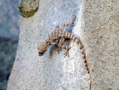 Mediodactylus