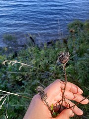 Cirsium serratuloides