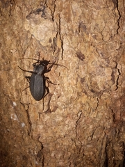 Leptocarabus